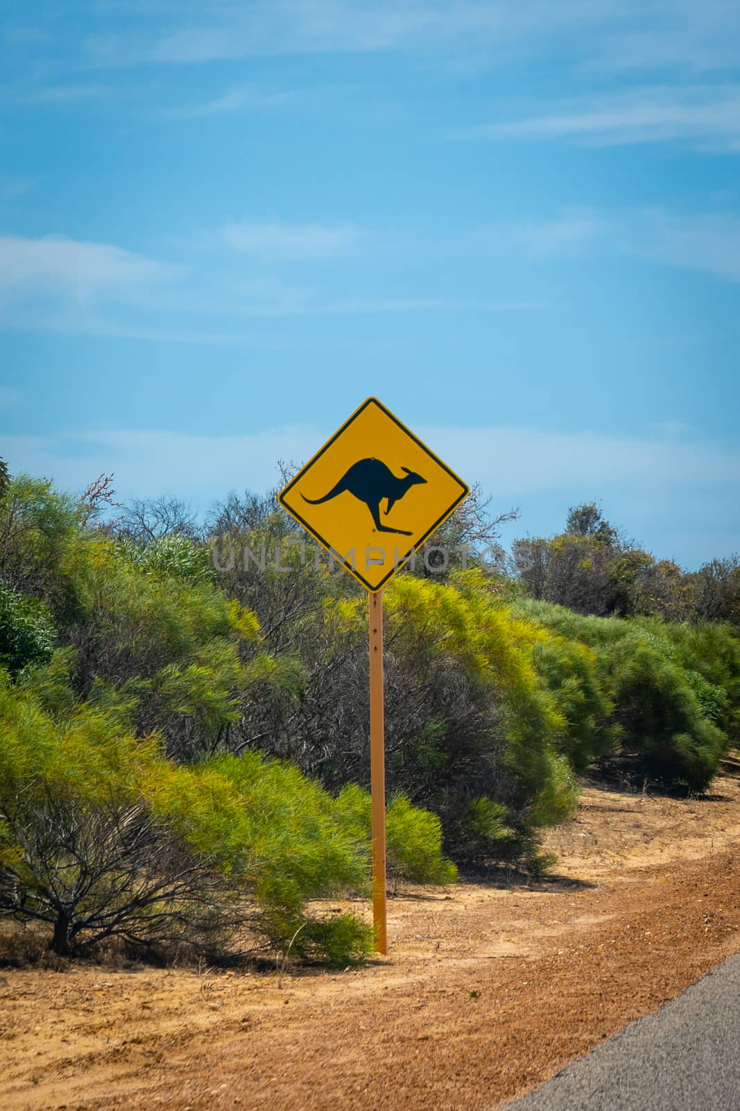 Street sign caution wildlife kangaroo in the Western Australian Outback by MXW_Stock
