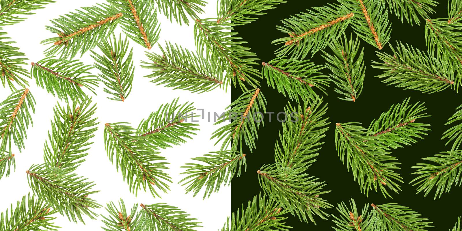 Fir tree branches seamless pattern, pine branch, Christmas conifer isolated on white and green background by xamtiw