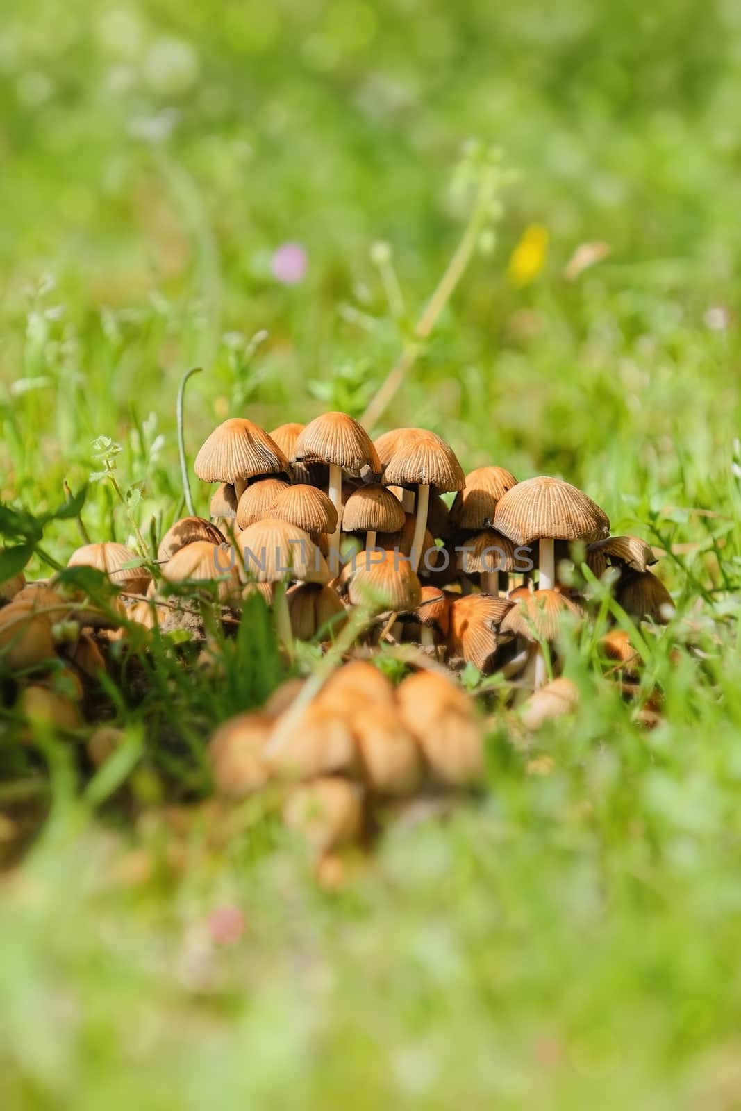 Mushrooms in the Grass on a lawn