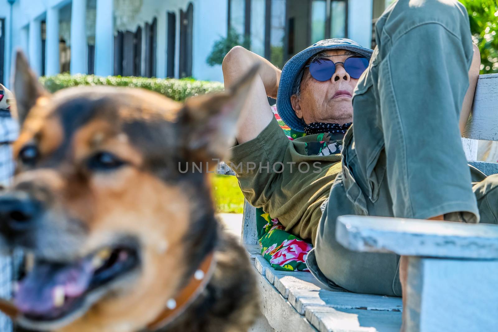 Elderly man with a dog sleeping on a bench in the garden