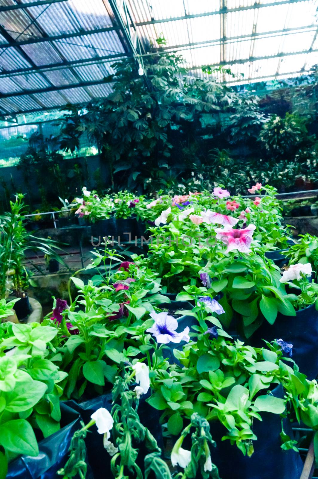 Greenhouse plants, flower nursery, flowers and daisies in Agri Horticultural Society Of India. by sudiptabhowmick