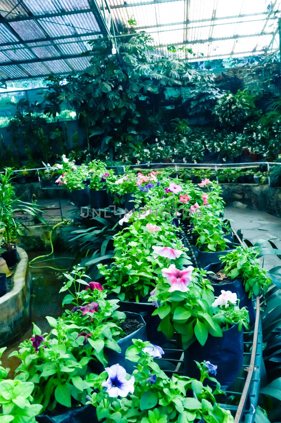 Row of topiary flowers in pots for sale at a nursery or garden center near Lal Bag, Bangalore, India