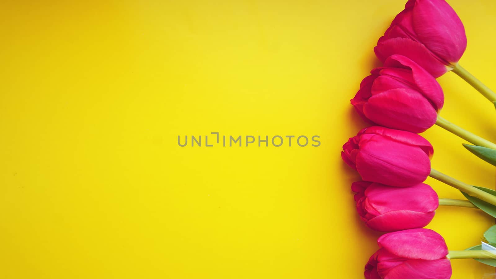 8 March Happy Women's Day. Spring concept. Pink tulips on yellow background. Copy space