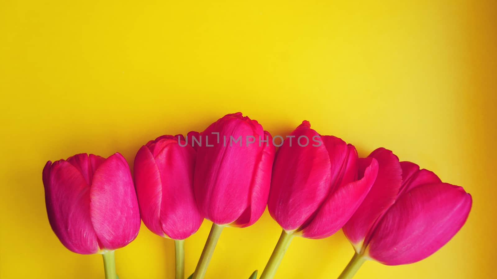 8 March Happy Women's Day. Spring concept. Pink tulips on yellow background. Copy space