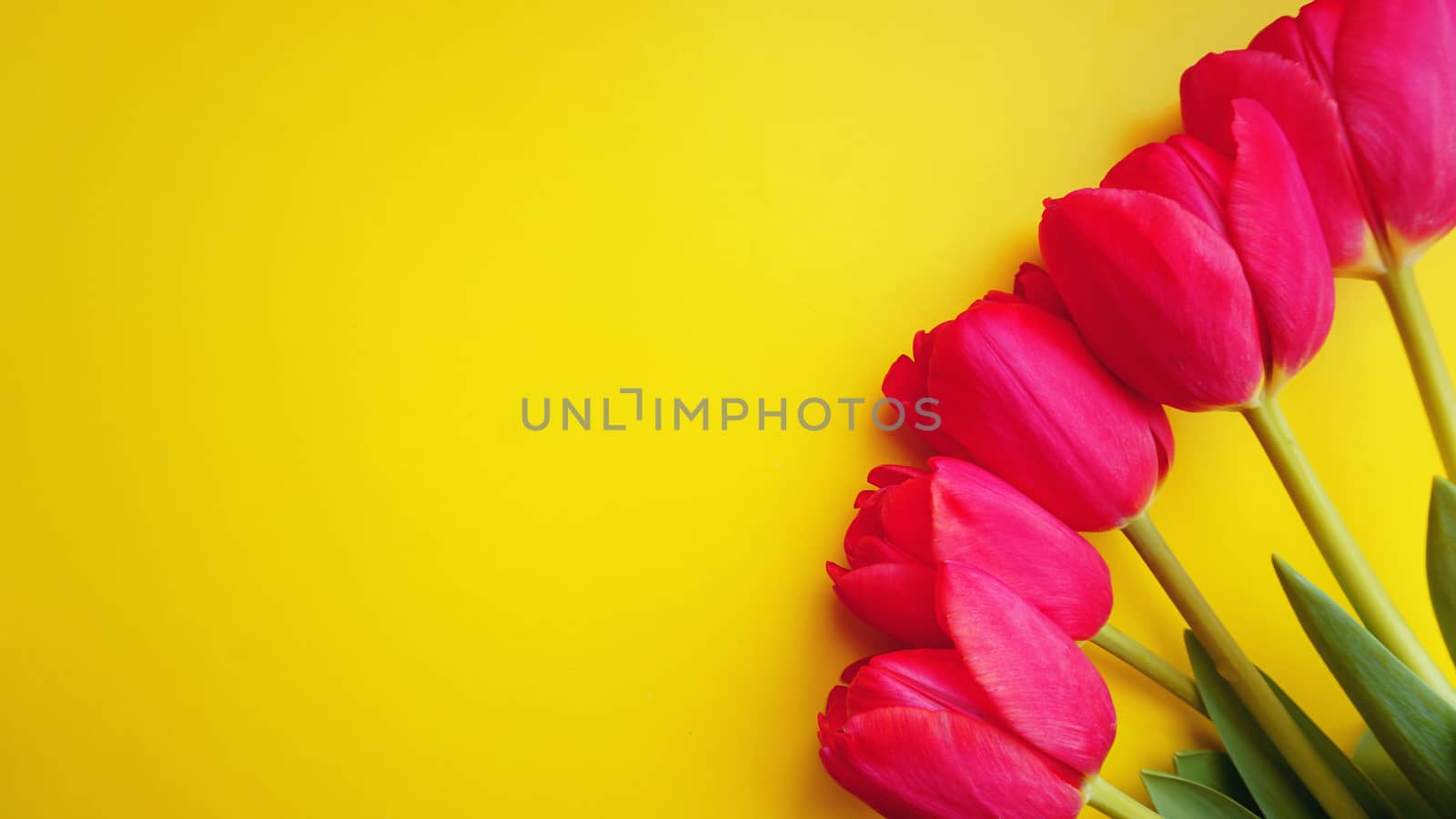 Spring concept. Pink tulips on yellow background. Copy space by natali_brill