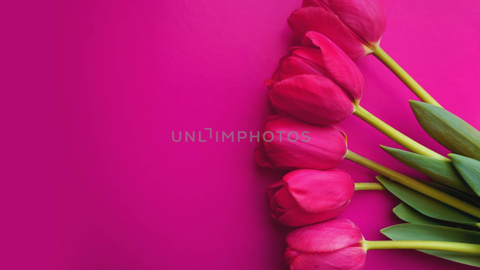 Pink tulips on pink background. Text space image by natali_brill