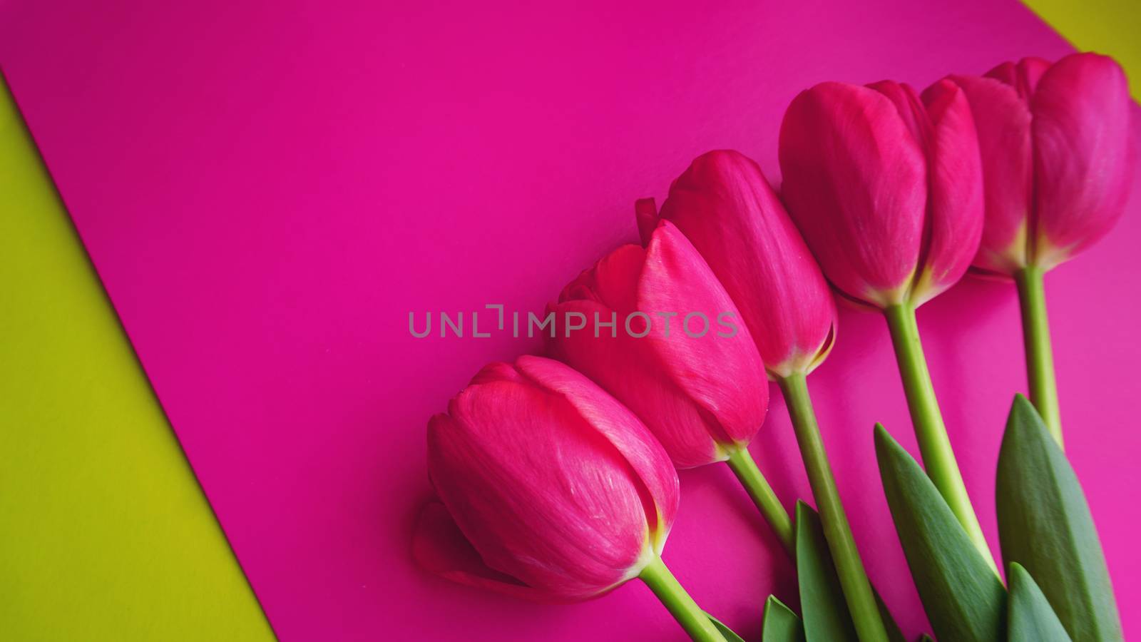 Pink tulips on pink background. Text space image by natali_brill