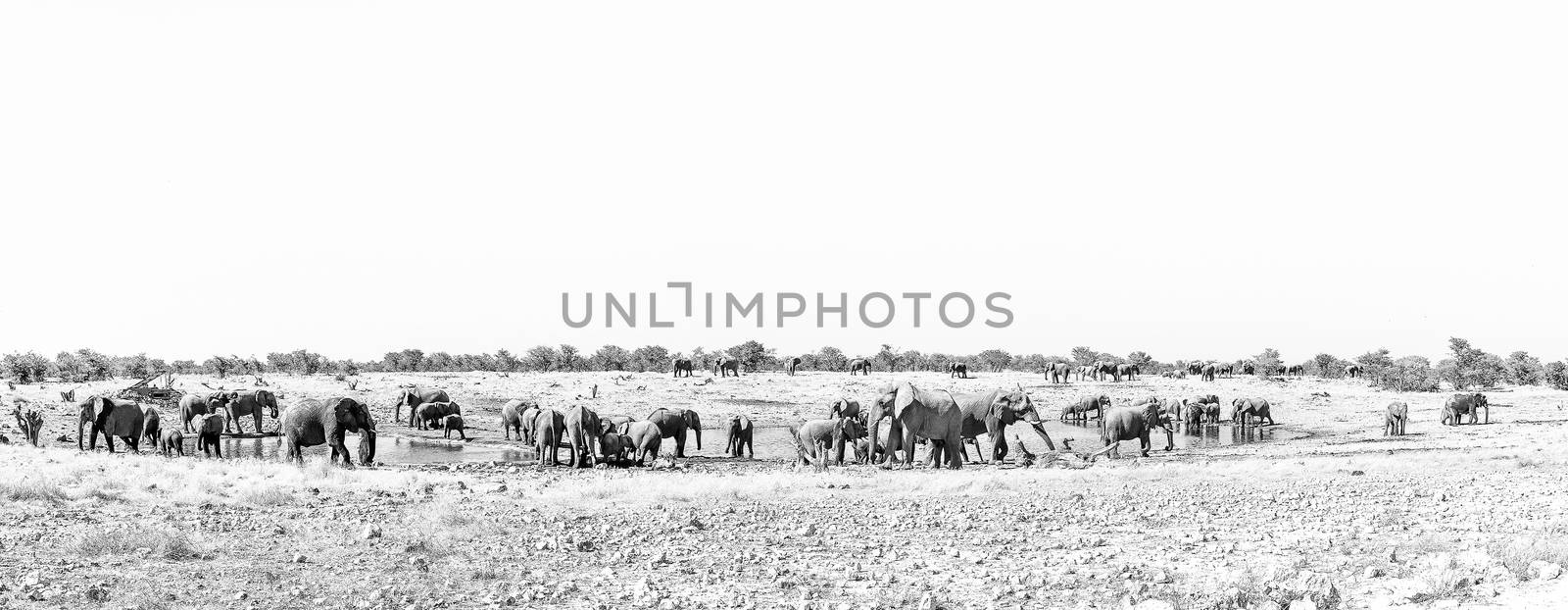 Panorama of a large herd of African elephants, Loxodonta africana, at a waterhole in Northern Namibia. Monochrome