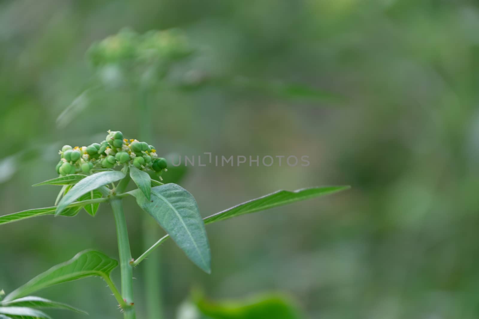 Euphorbia heterophylla grass flower in nature garden  by Banglade