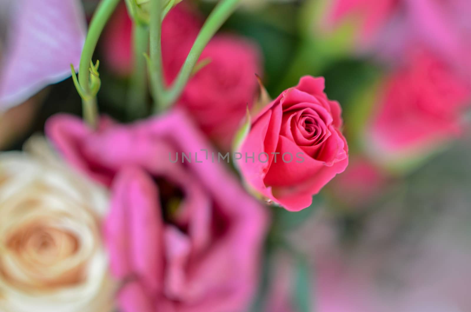 Beautiful pink roses in soft spring flower bouquet in blured background