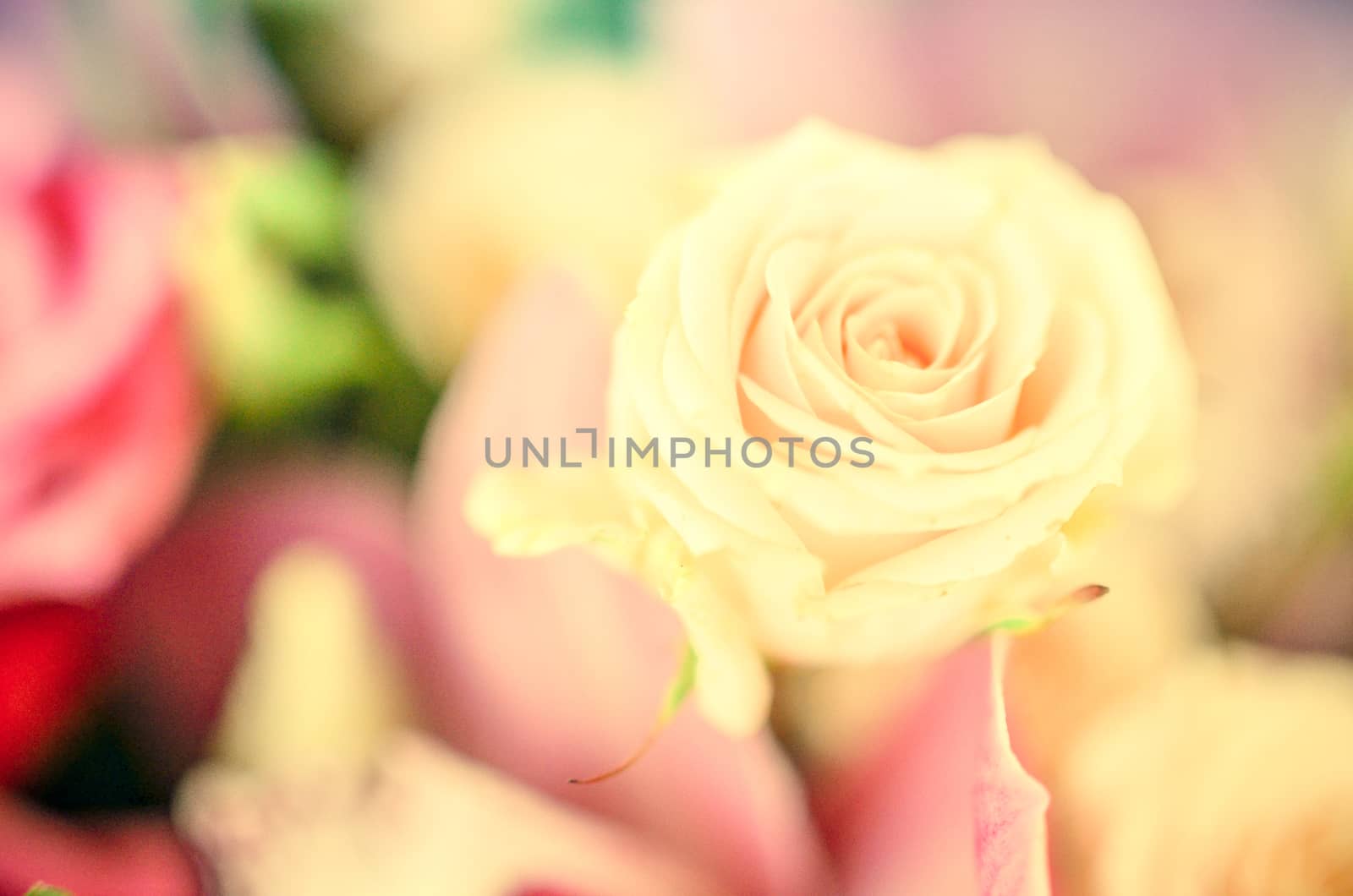 Beautiful pink roses in soft spring flower bouquet in blured background