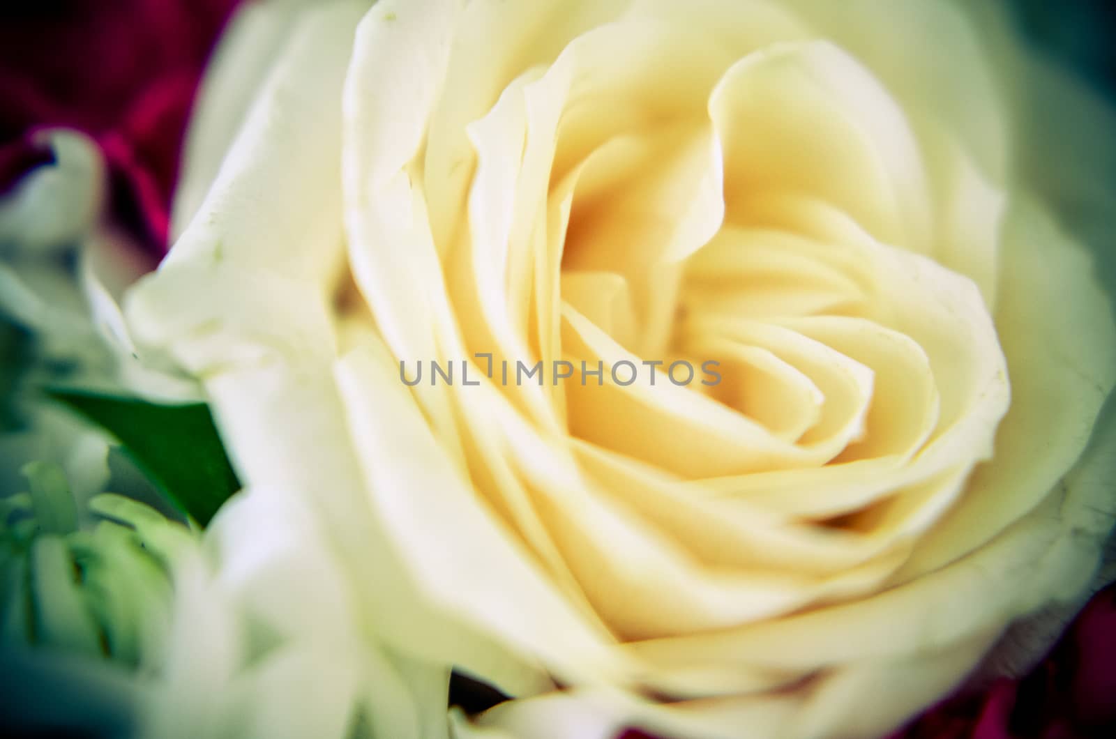 White rose closeup. Background of flowers buds and blured closeup