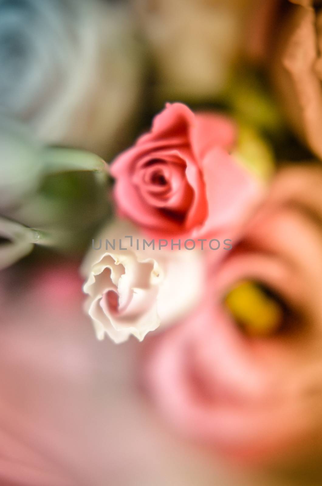 Pink and white roses background. Retro filter. by kimbo-bo
