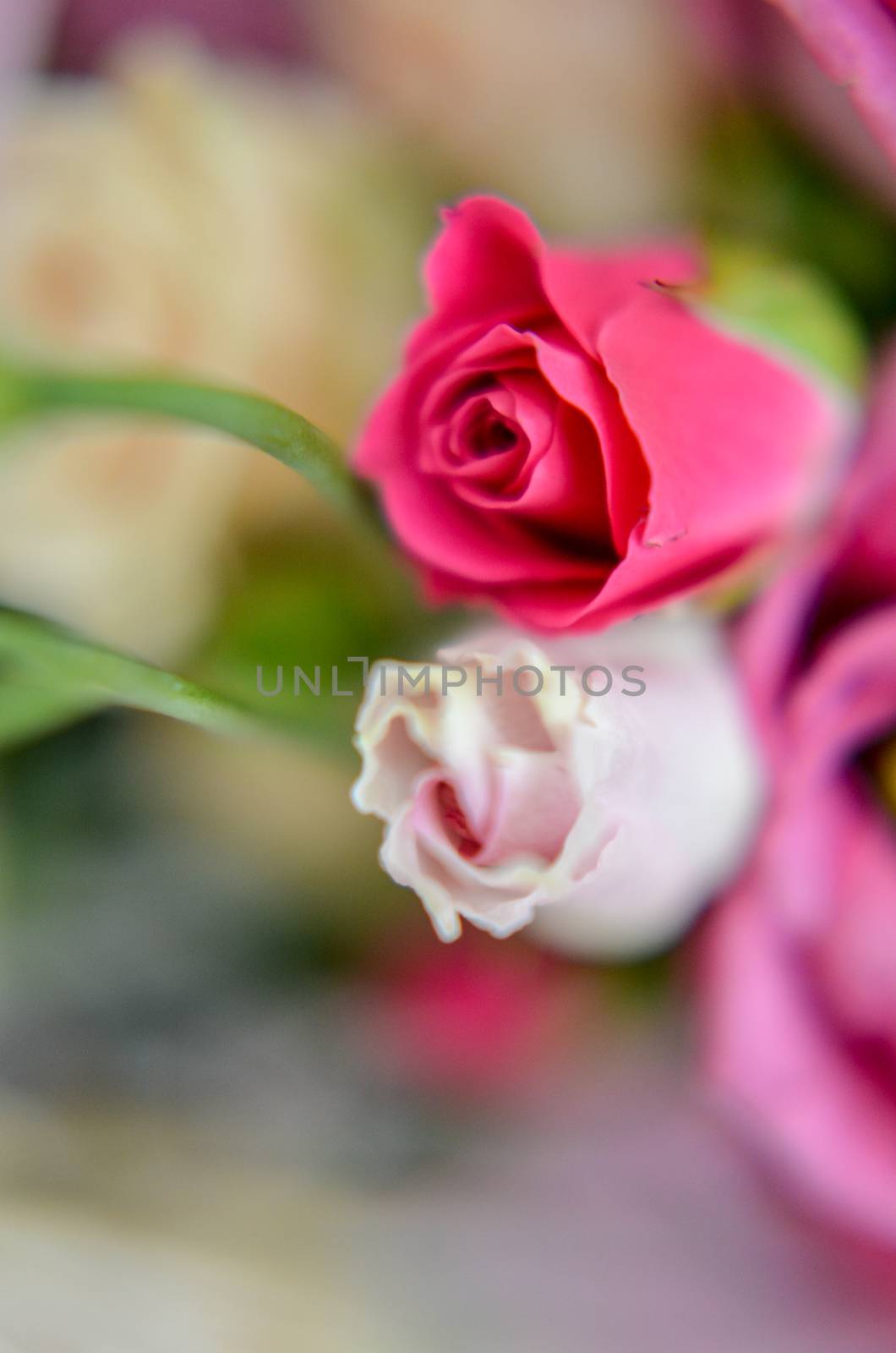 Pink and white roses in bouquet with blured background. Retro filter.