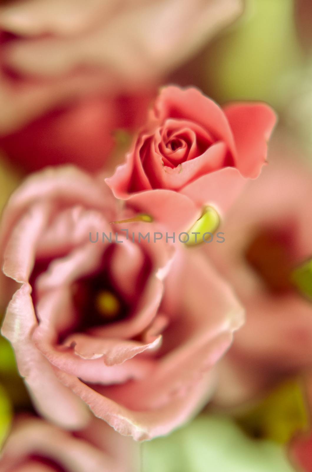 Pink roses in bouquet with blured background. Retro filter