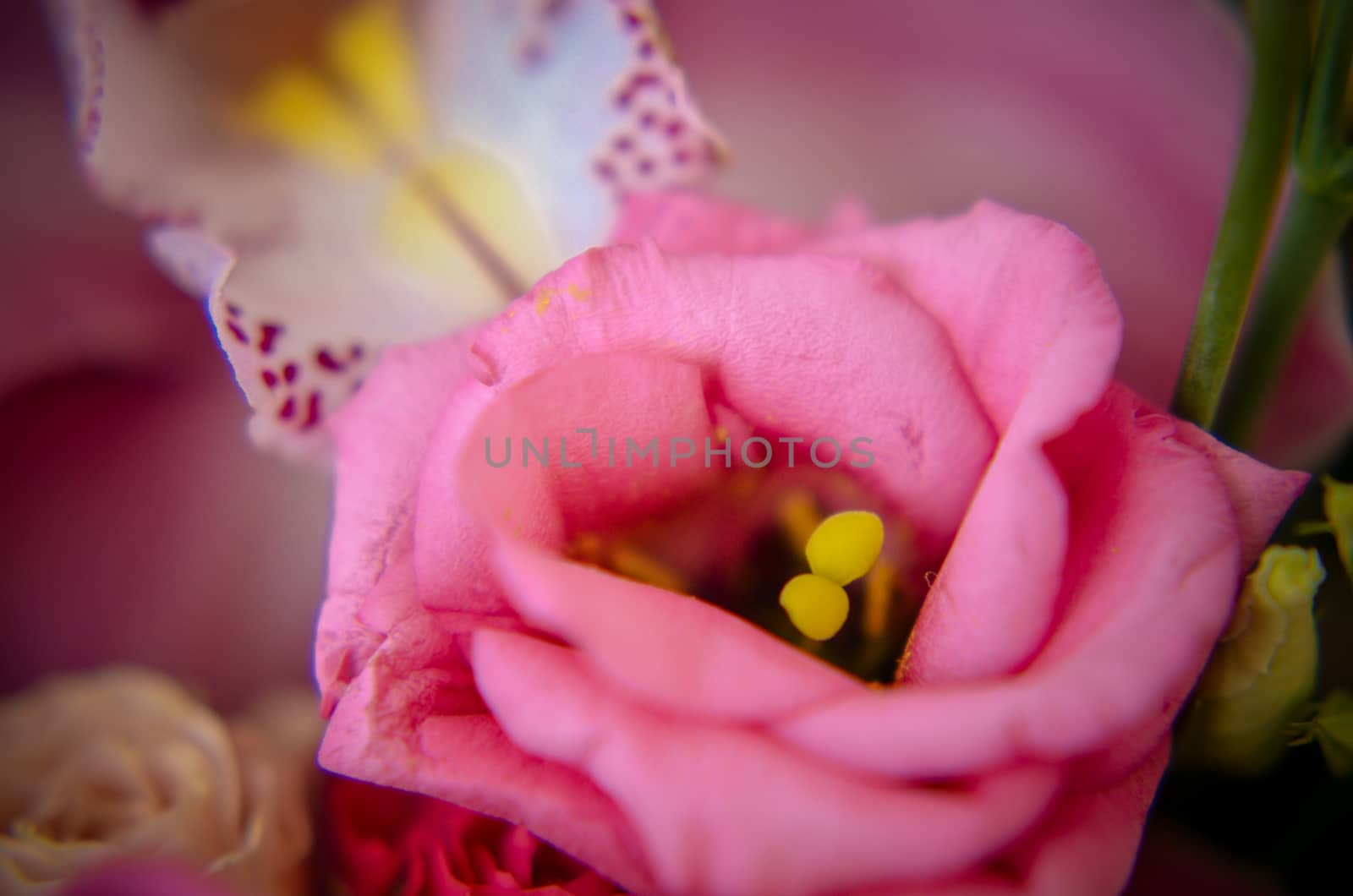 Pink eustoma in the beautiful tender bouquet by kimbo-bo