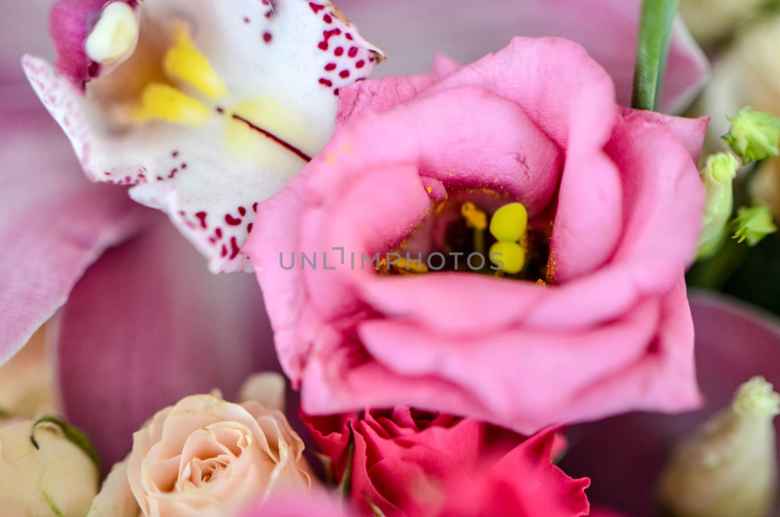 Pink eustoma in the beautiful bouquet with blured background