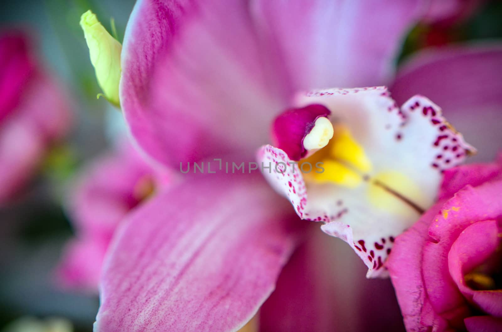 Gorgeous pink orchid flower on blured background of bouquet