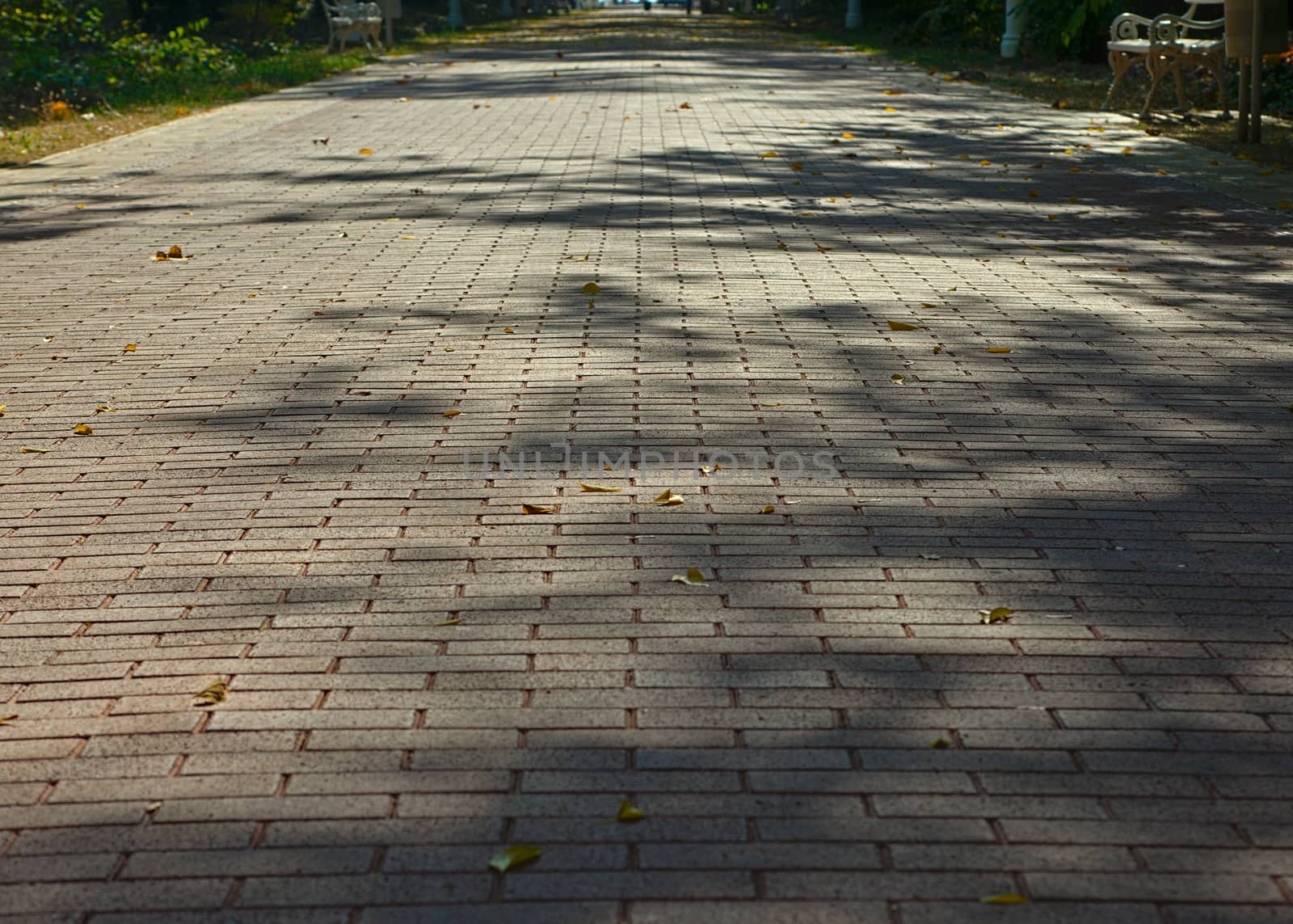 Bricks pathway in Palic park, Serbia by sheriffkule