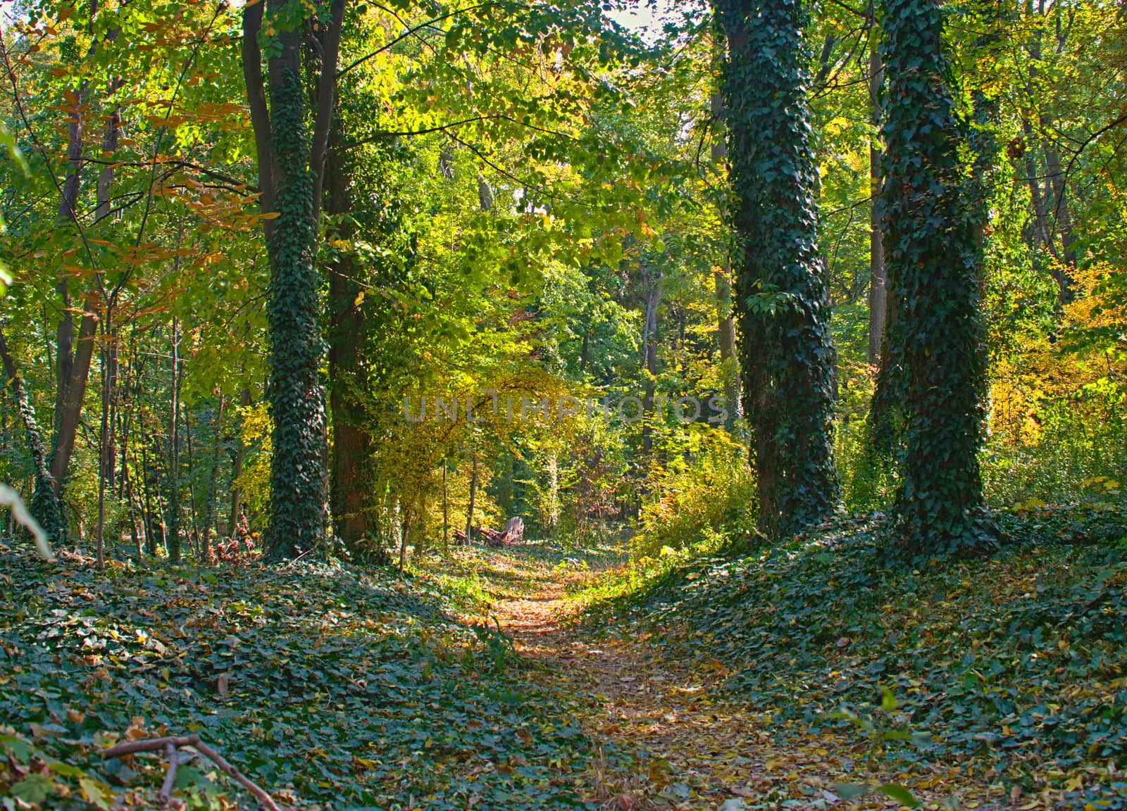 Footpath in park covered with fallen leaves and tree trunks with creepers by sheriffkule