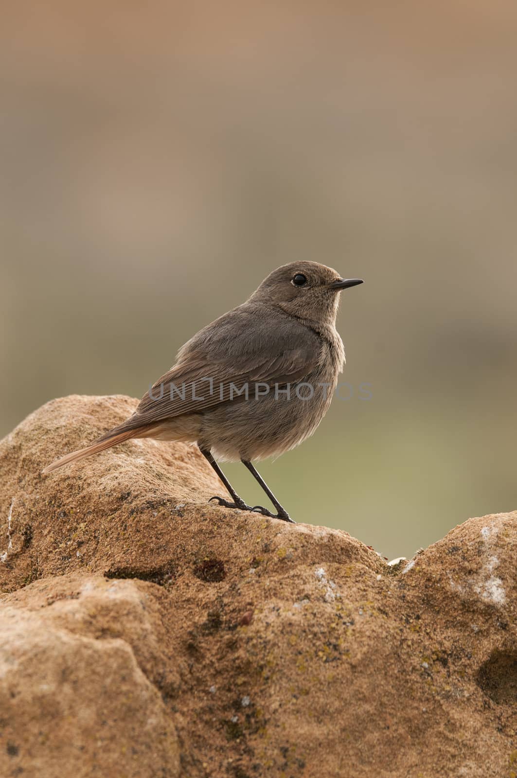 Black Redstart (Phoenicurus ochruros)