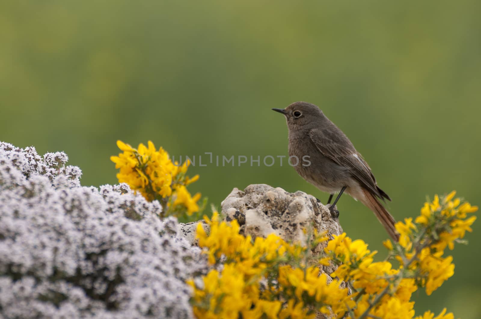 Black Redstart (Phoenicurus ochruros) by jalonsohu@gmail.com