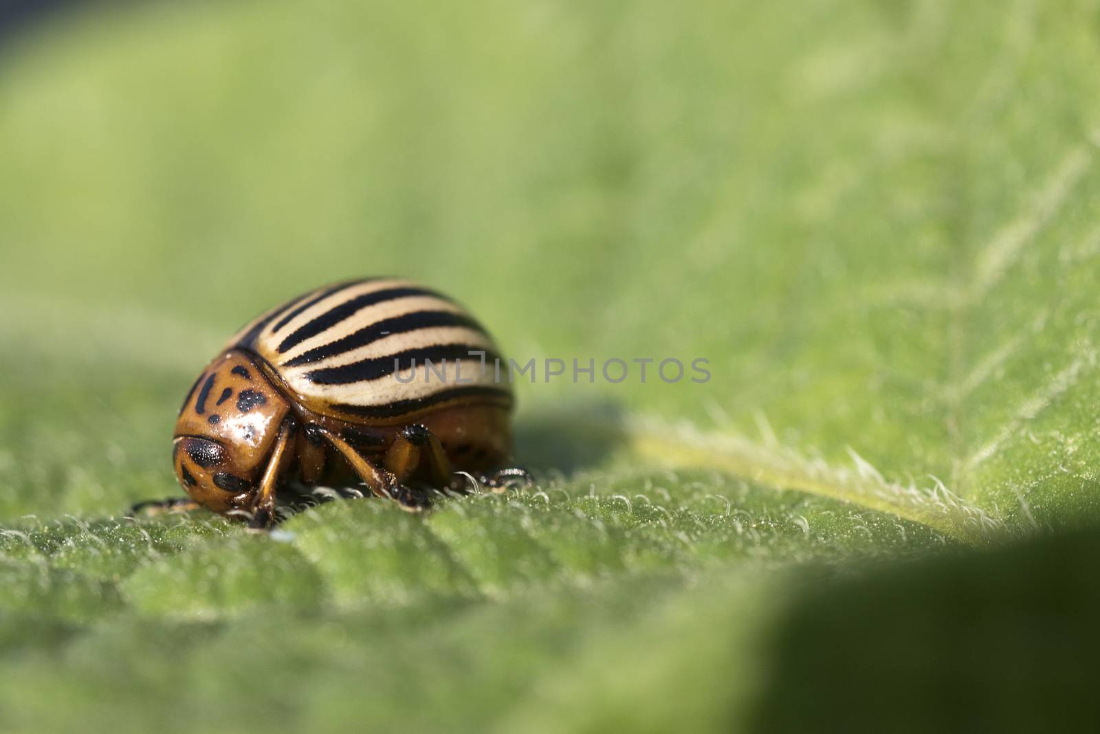 Colorado potato beetle eats potato leaves, Leptinotarsa decemlin by jalonsohu@gmail.com