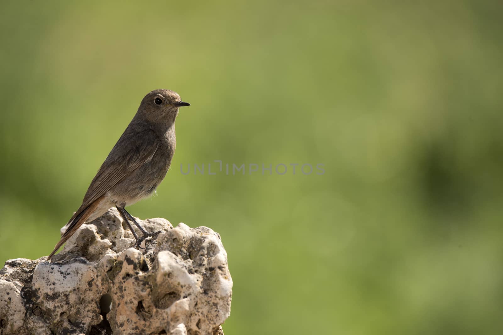 Black Redstart (Phoenicurus ochruros) by jalonsohu@gmail.com