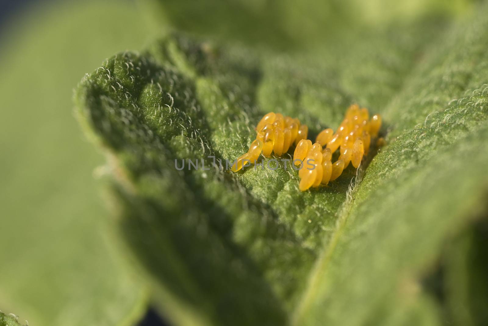 Colorado potato beetle eggs eat potato leaves, Leptinotarsa decemlineata