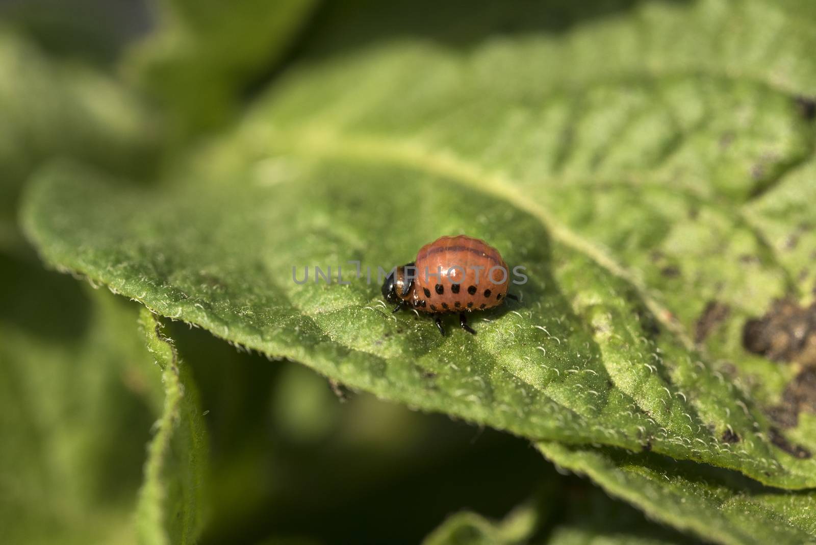 Colorado potato beetle larvae eats potato leaves, Leptinotarsa decemlineata