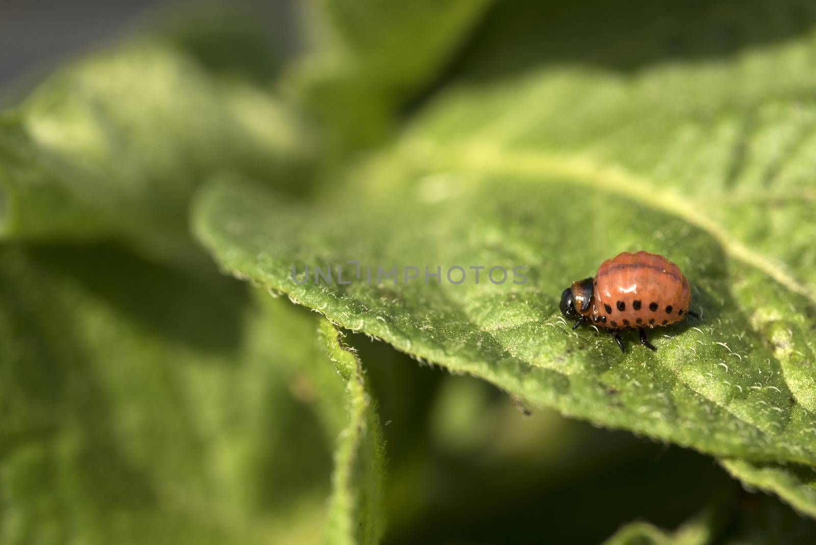 Colorado potato beetle larvae eats potato leaves, Leptinotarsa decemlineata