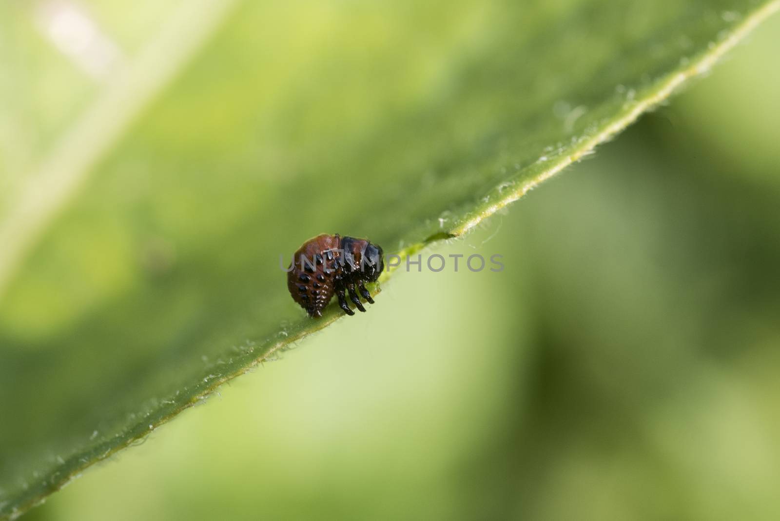 Colorado potato beetle larvae eats potato leaves, Leptinotarsa decemlineata