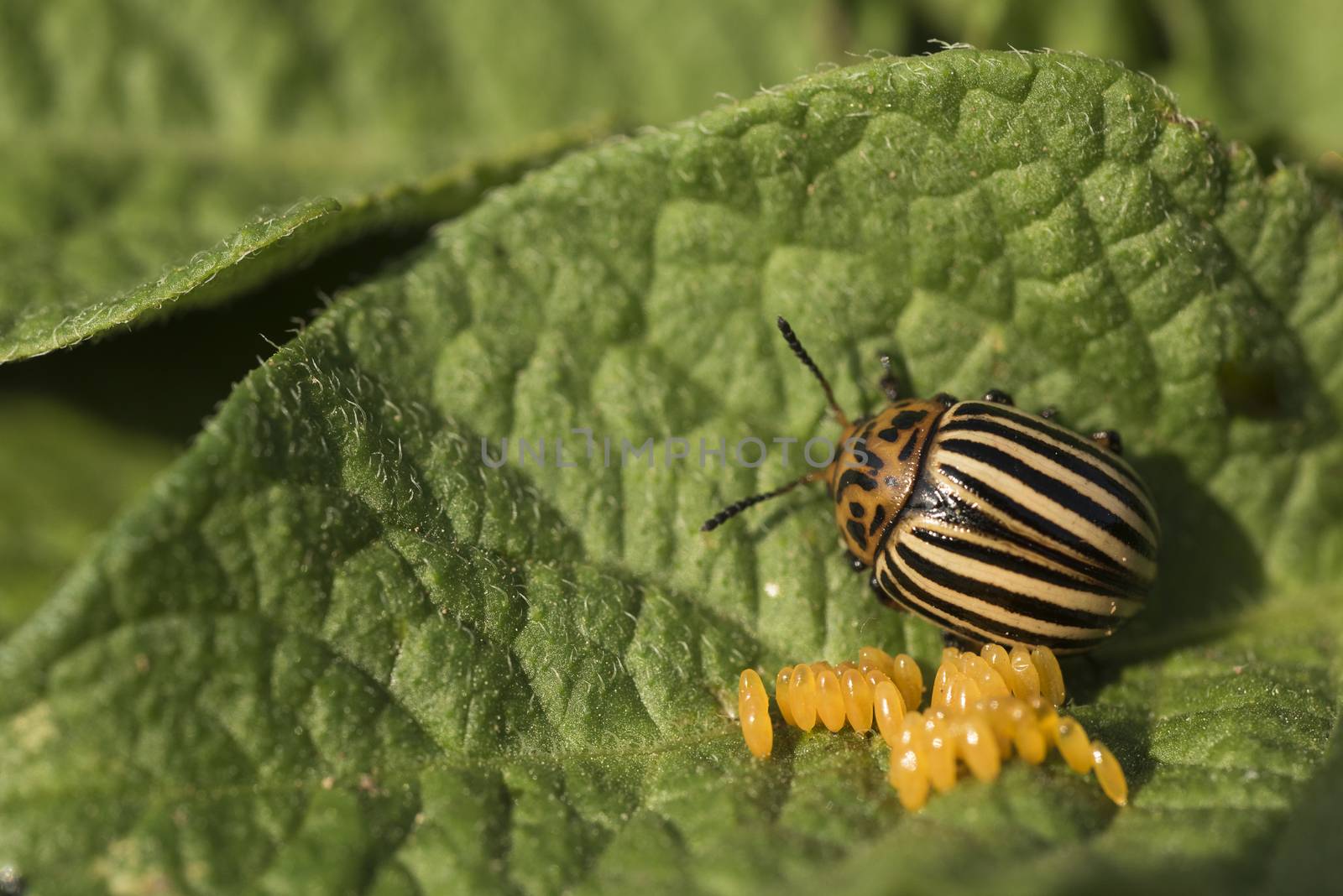 Eggs and Colorado potato beetle eats potato leaves, Leptinotarsa decemlineata