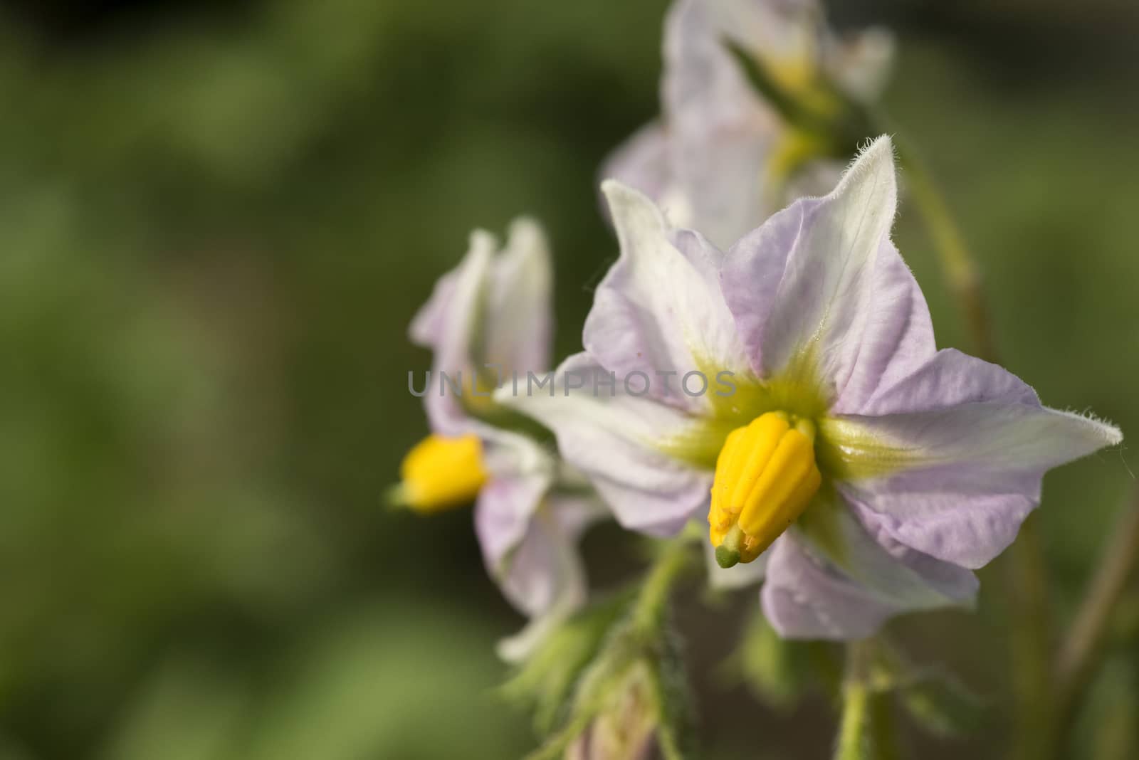 Flower of potato plant, Solanum tuberosum, Food root