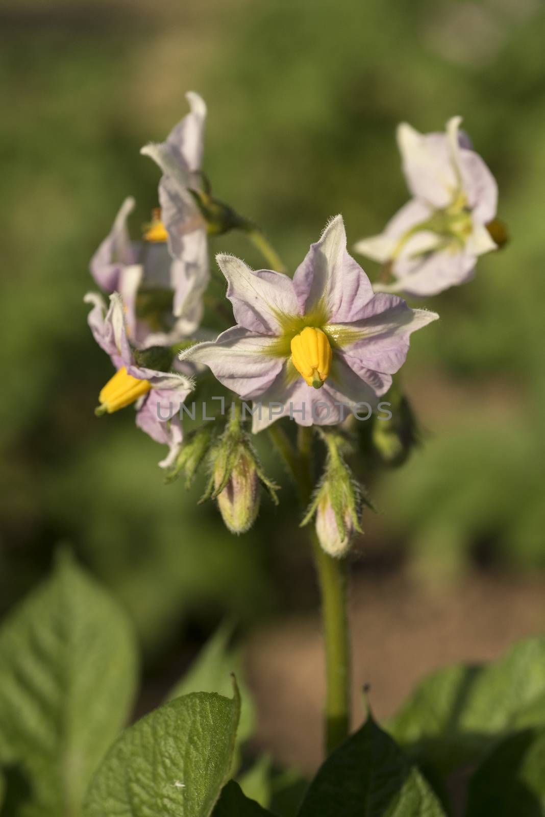 Flower of potato plant, Solanum tuberosum, Food root