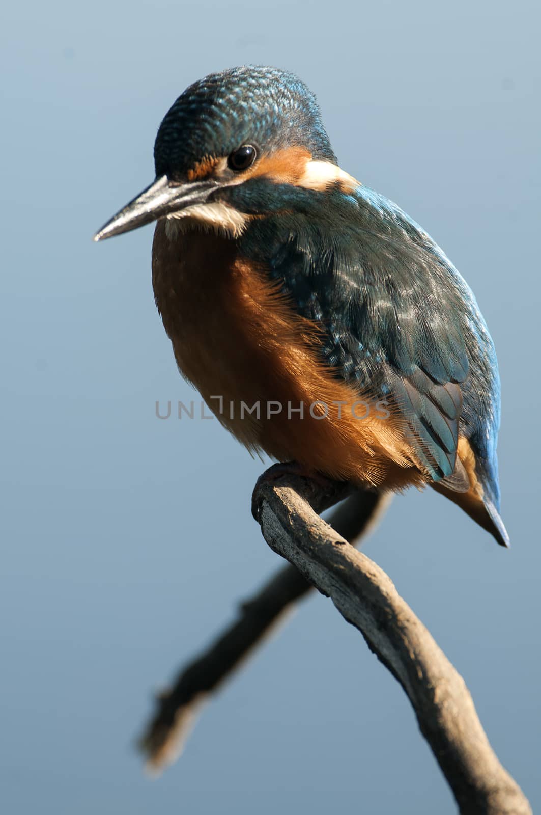 Kingfisher (Alcedo atthis) perched by jalonsohu@gmail.com