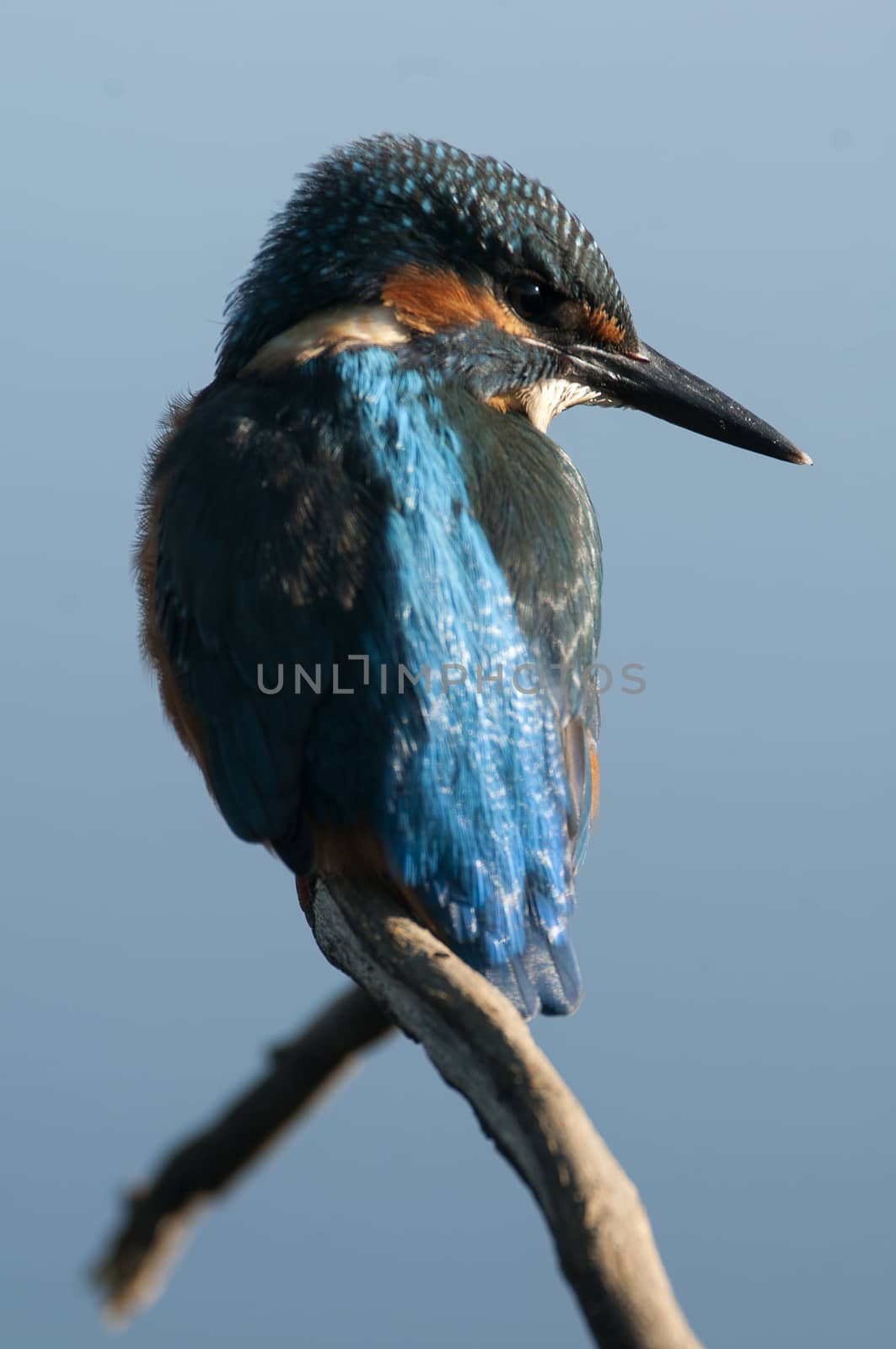 Kingfisher (Alcedo atthis) perched