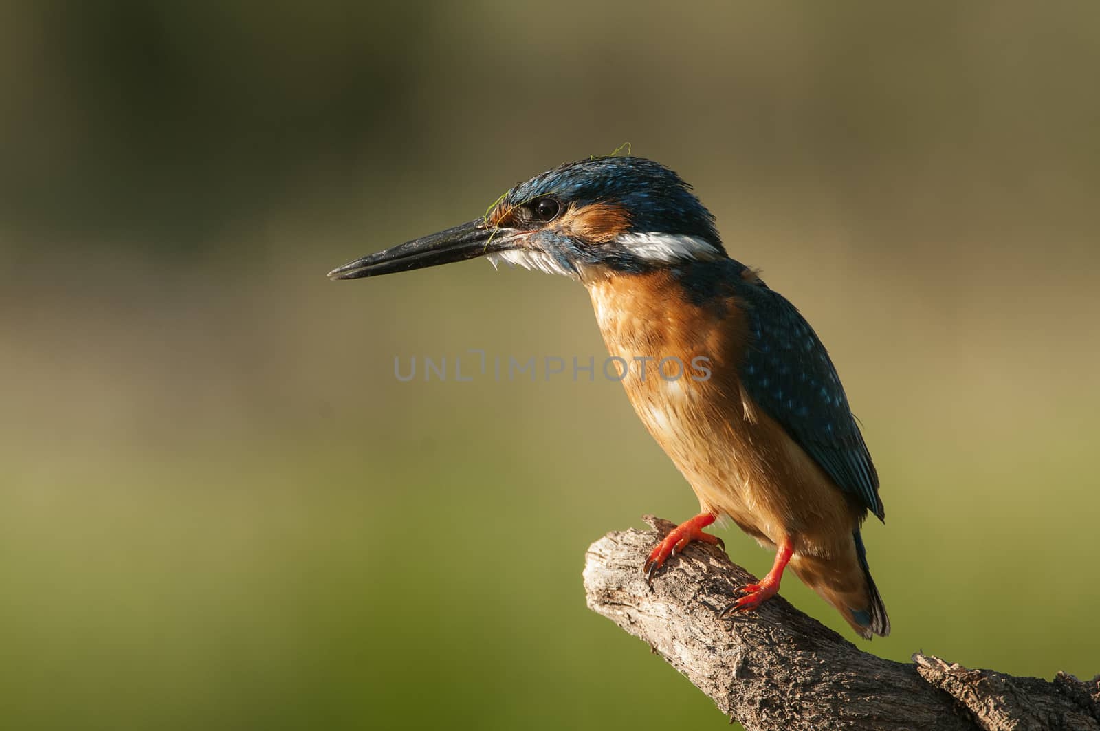 Kingfisher (Alcedo atthis) perched by jalonsohu@gmail.com