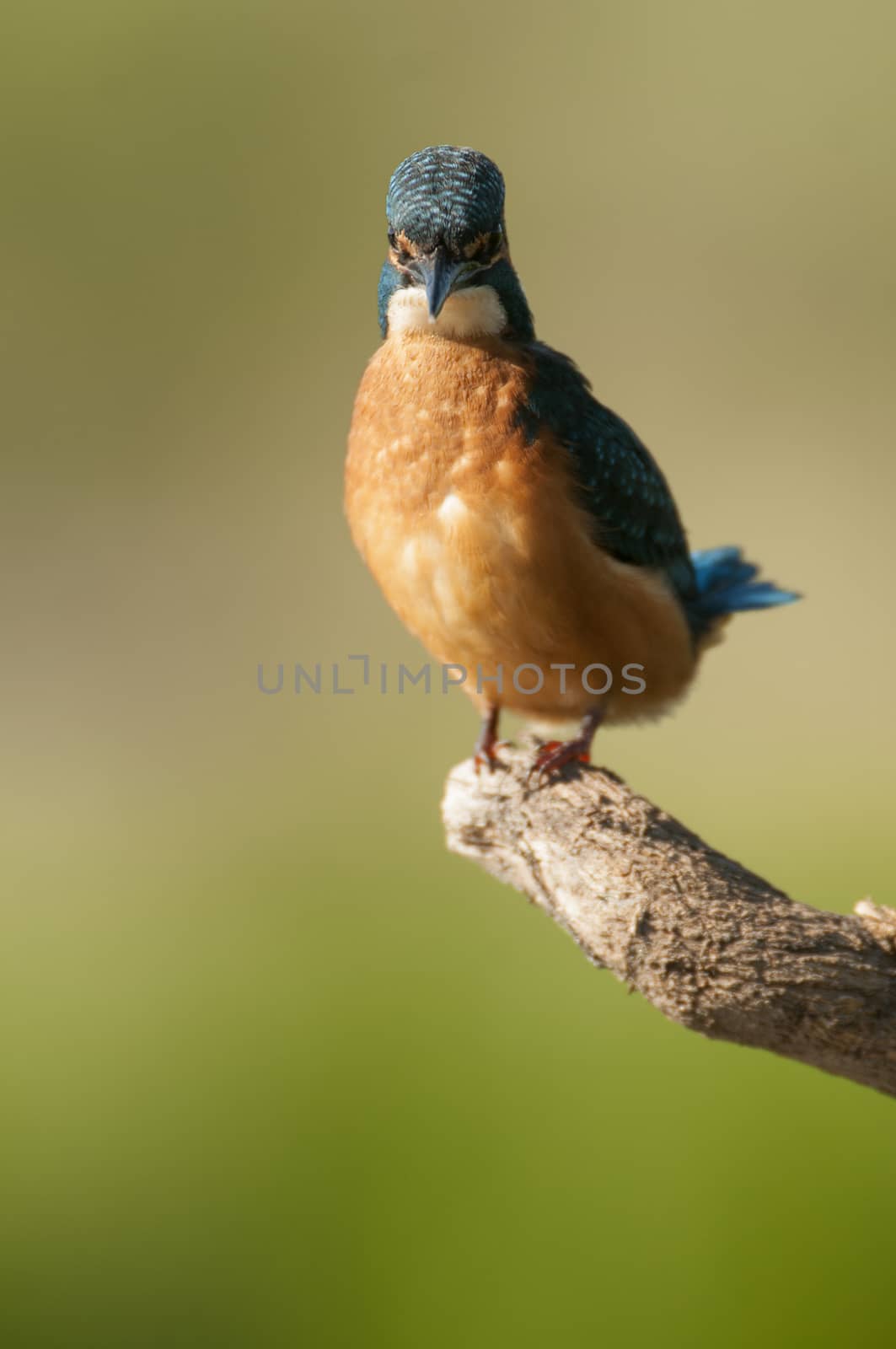 Kingfisher (Alcedo atthis) perched