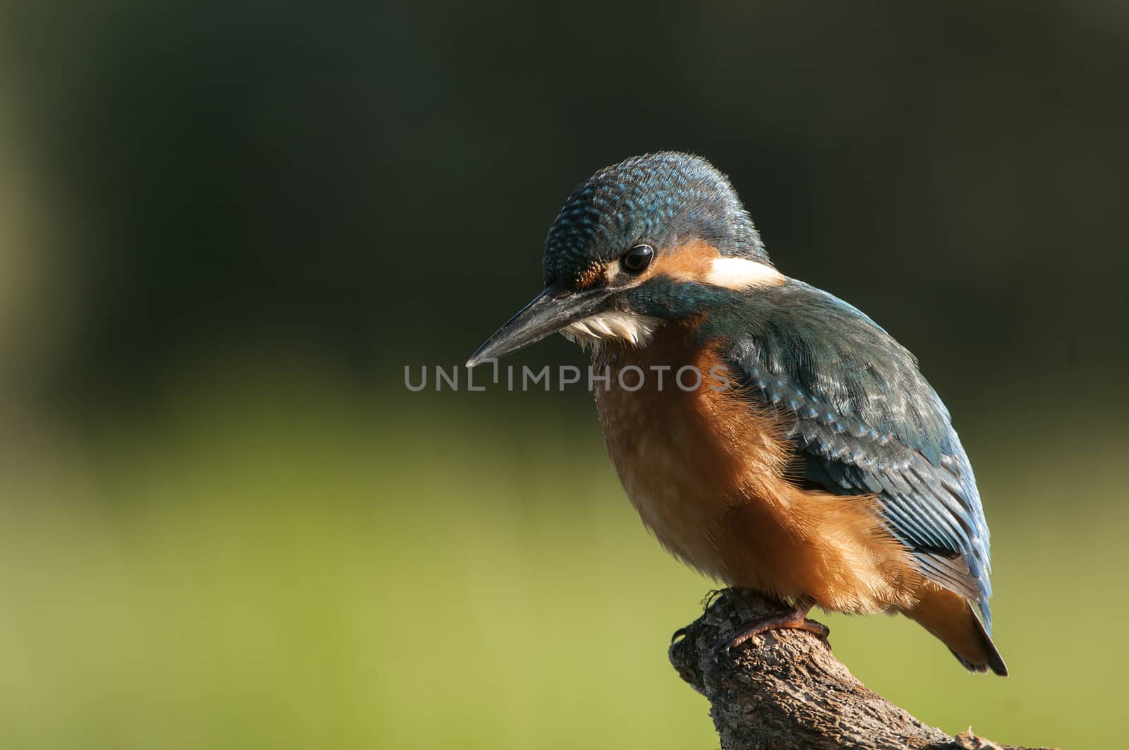 Kingfisher (Alcedo atthis) perched