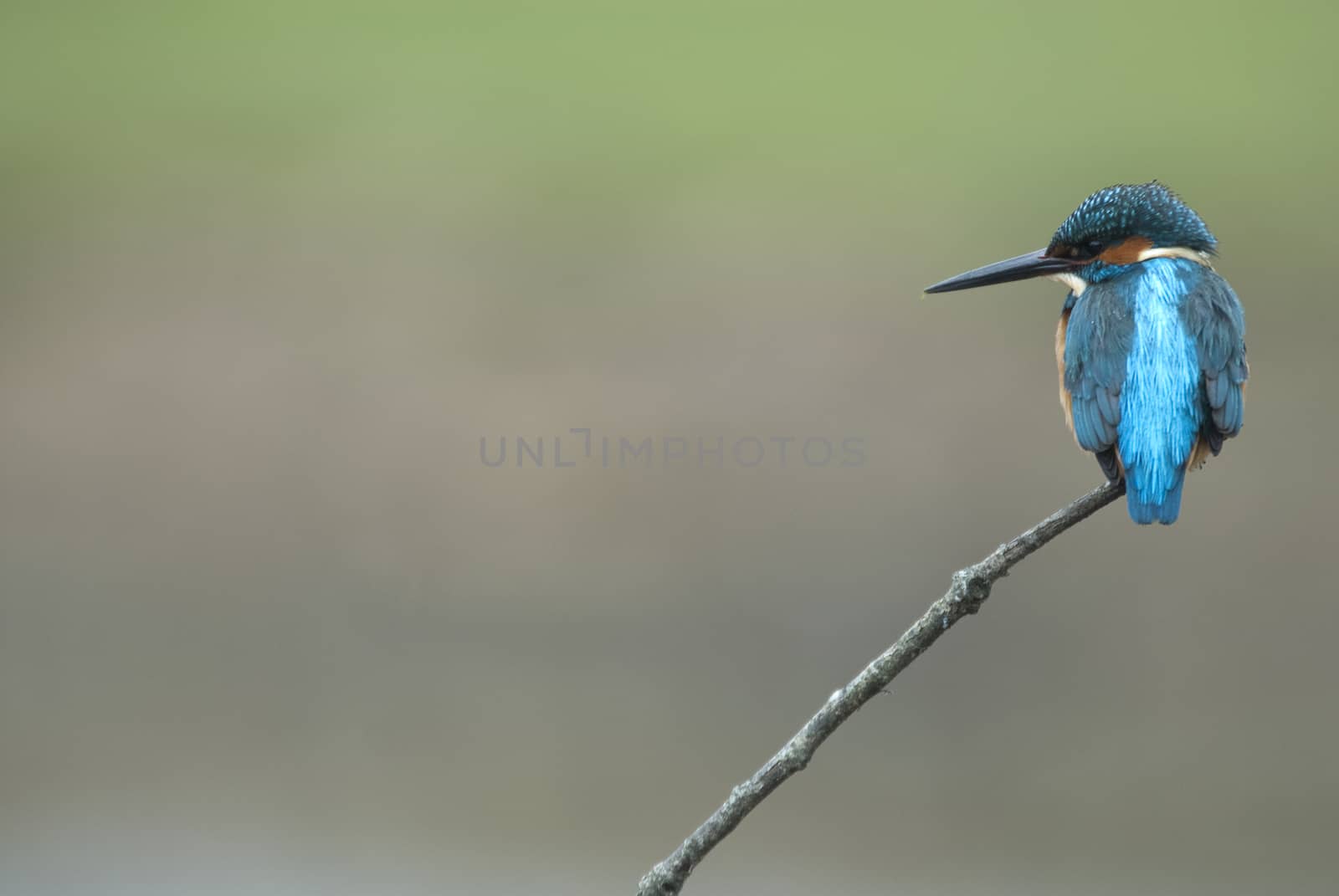 Kingfisher (Alcedo atthis) perched