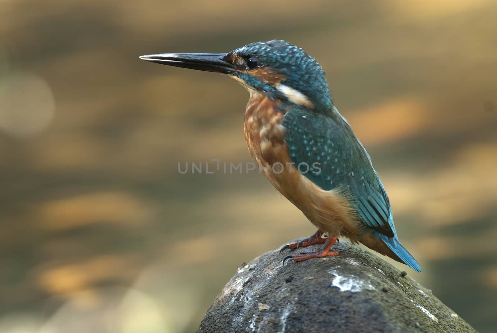 Kingfisher (Alcedo atthis) perched