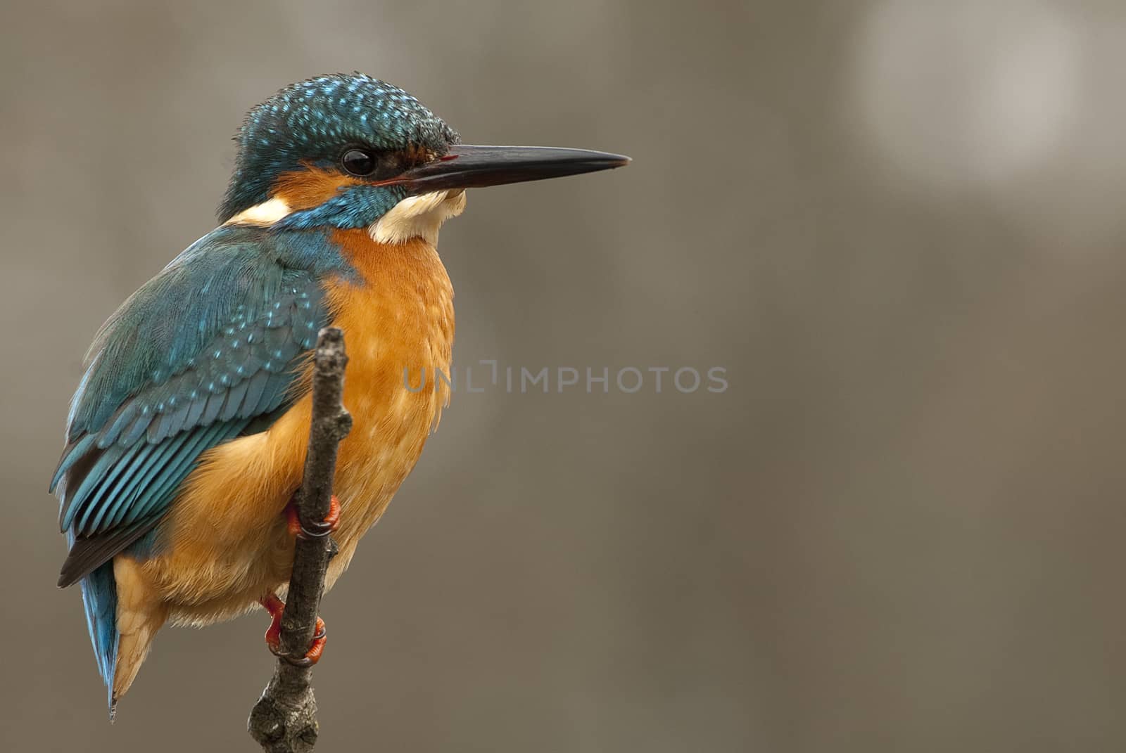 Kingfisher (Alcedo atthis) perched by jalonsohu@gmail.com