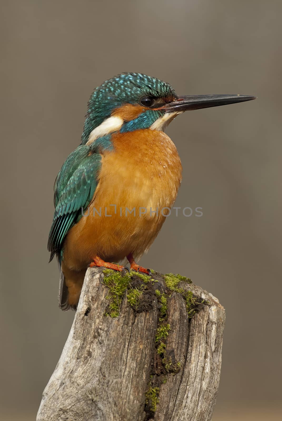 Kingfisher (Alcedo atthis) perched
