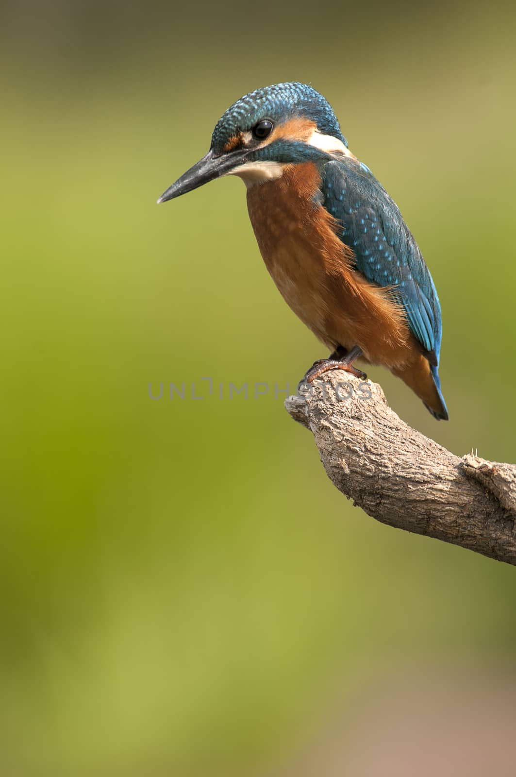 Kingfisher (Alcedo atthis) perched by jalonsohu@gmail.com