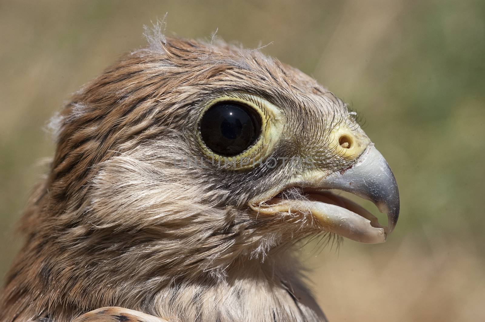 Lesser kestrel, breeding, Falco naumanni  by jalonsohu@gmail.com