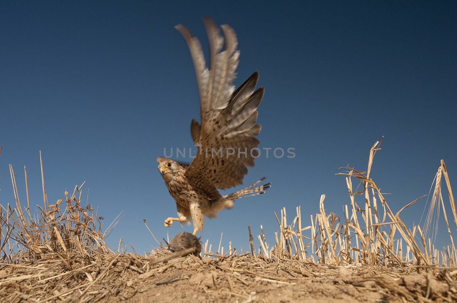 Lesser kestrel, female, hunting a mouse, Falco naumanni