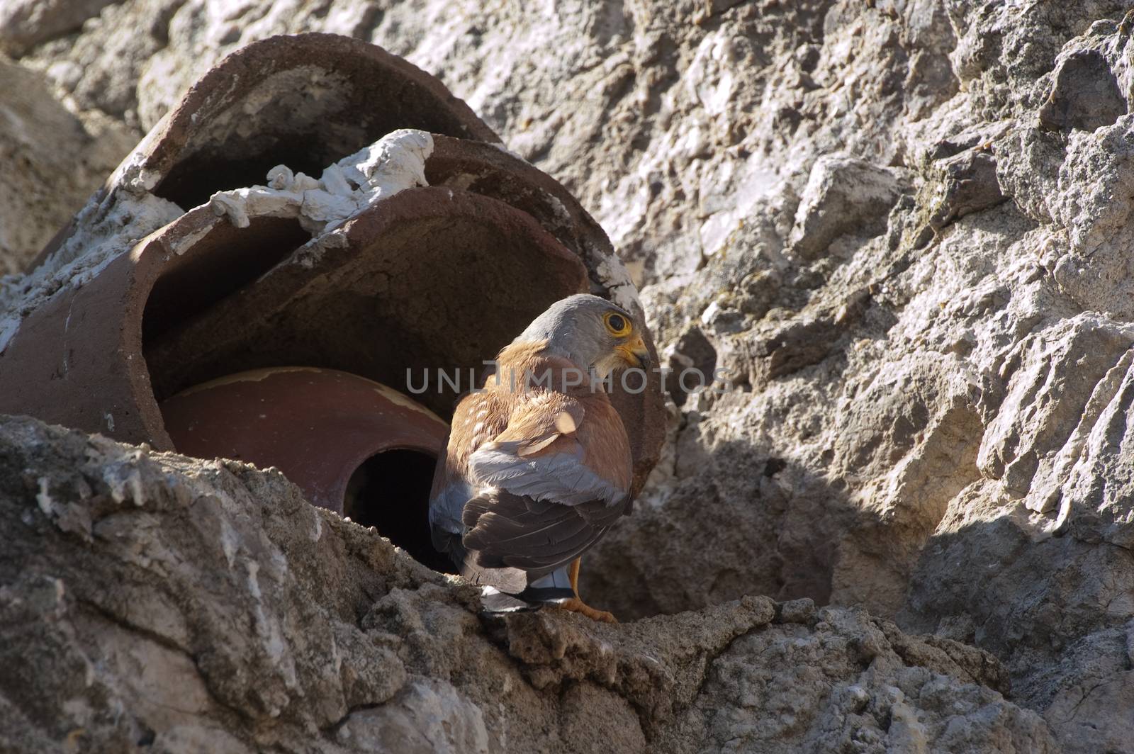 Lesser kestrel, Male at the entrance of the nest, Falco naumanni