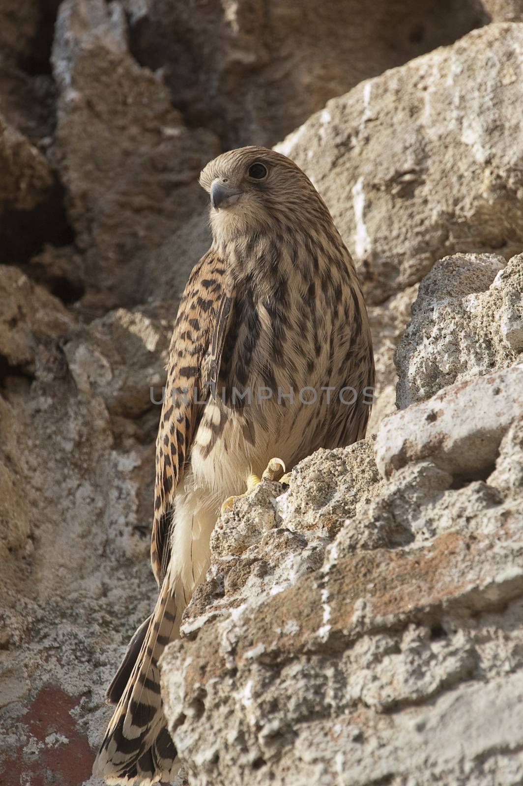 Lesser kestrel, female, Falco naumanni
