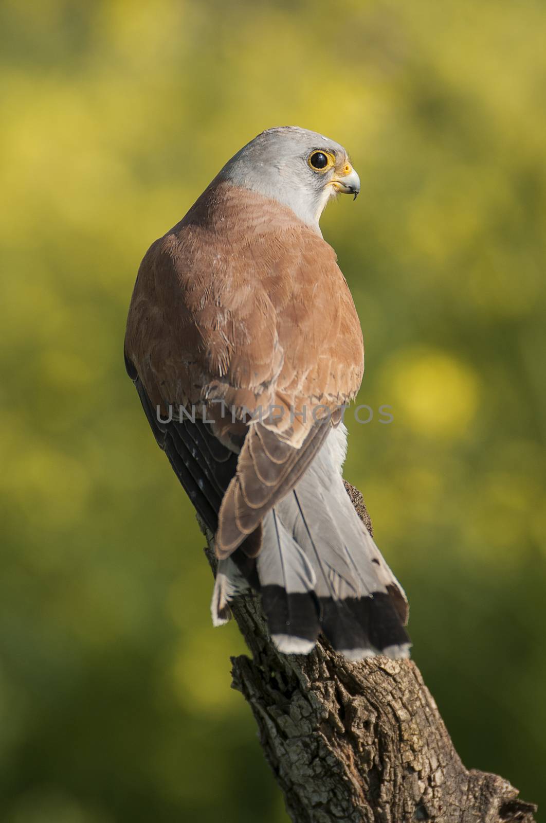 Lesser kestrel, male, Falco naumanni by jalonsohu@gmail.com